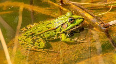 Suda yaygın Avrupa yeşil su kurbağası (Pelophylax esculentus), vahşi yaşam hayvanı