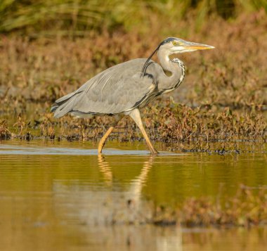 Büyük mavi balıkçıl. Punk saçlı. Sığ sularda yürüyor.