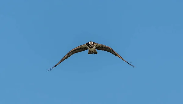 Falco Fiume Falco Pescatore Occidentale Pandion Haliaetus Volo Fauna Selvatica — Foto Stock