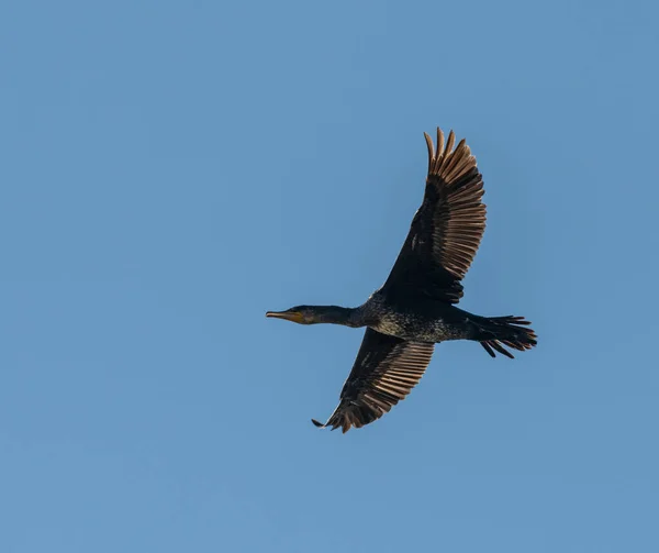 Kormorán Pták Letu Zdola Modré Obloze Volně Žijící Zvířata — Stock fotografie