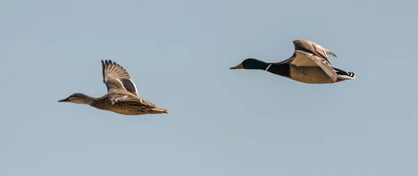 Bir Yandan Uçan Iki Vahşi Ördek Vahşi Yaşam Hayvanı — Stok fotoğraf