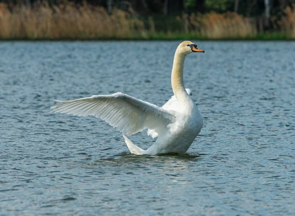 White Swan Bird Swimming Water Flapping Its Wings Animal Wild — Stock Photo, Image