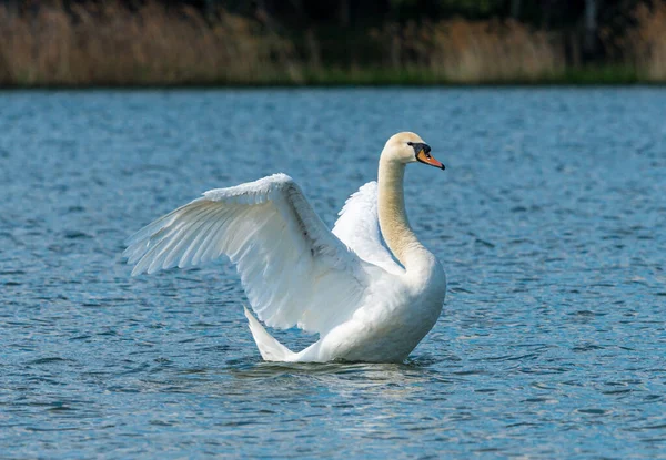 Swan Lake Flapping Wings Wild — Stock Photo, Image