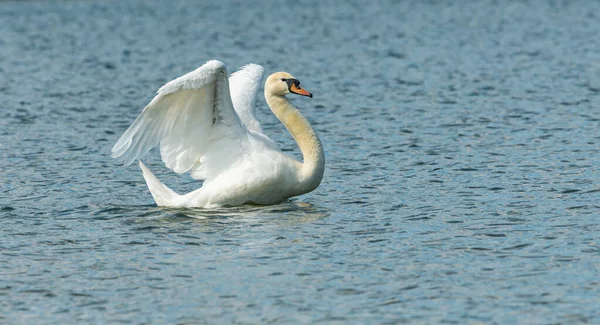 White Swan Bird Swimming Water Stretching Its Wings Animal Wild — Stock Photo, Image