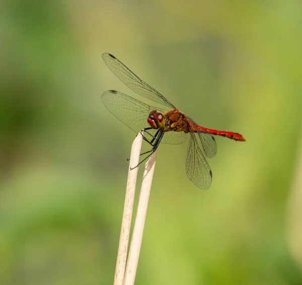 Rote Libelle Sitzt Auf Trockener Vegetation Wildinsekt Tier Makro — Stockfoto