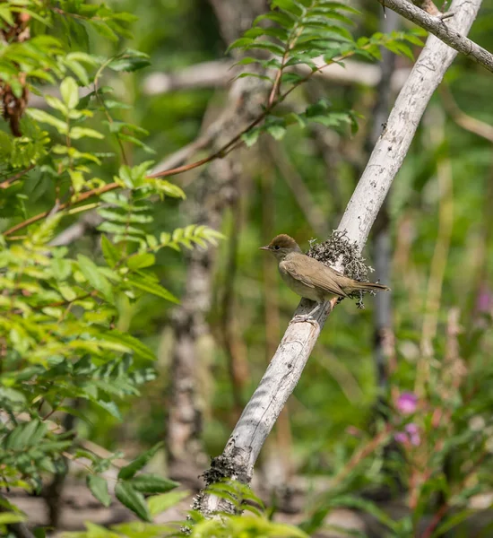 Pequeño Ruiseñor Pájaro Sentado Rama Muerta — Foto de Stock