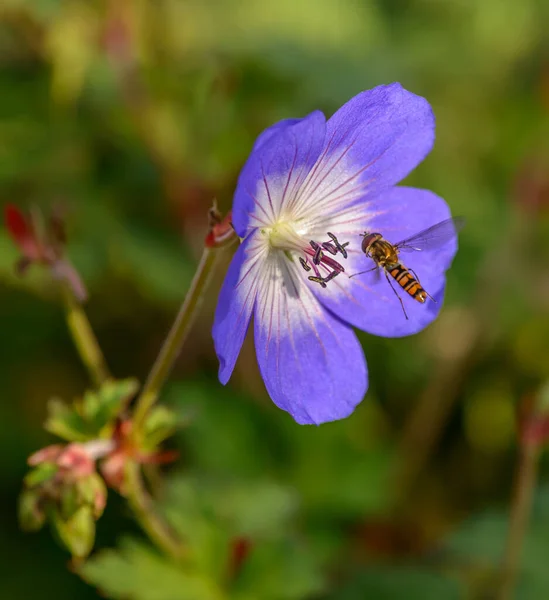 Marmelada Hoverfly Voo Por Roxo Cranesbill Gerânio Flor Selvagem — Fotografia de Stock