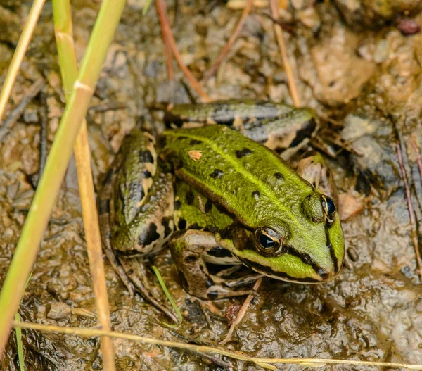 Common Green Frog Sitting Mud Wild — Stock Photo, Image