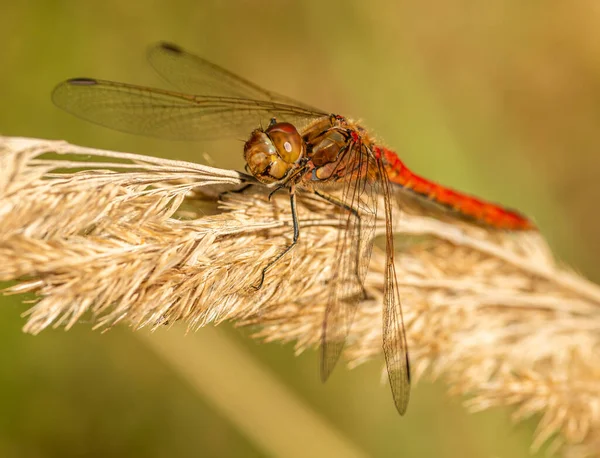 Rote Libelle Sitzt Auf Trockenem Gras Wildinsekt Tier Makro — Stockfoto