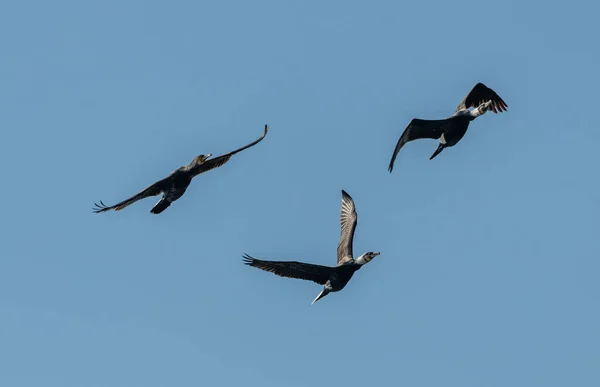 Three cormorant birds in flight on blue sky, wildlife animal — Stock Image Three Cormorant Birds Flight Blue Sky Wildlife Animal Stock Photo