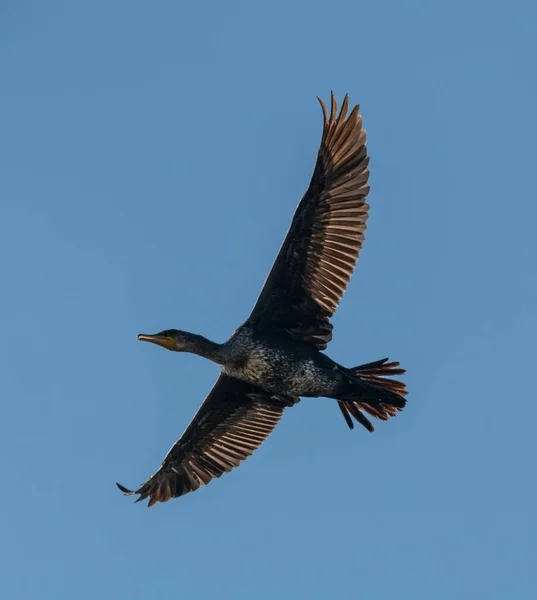 Cormorant bird in flight from below on blue sky, wildlife animal — Stock Image Cormorant Bird Flight Blue Sky Wildlife Animal Royalty Free Stock Photos