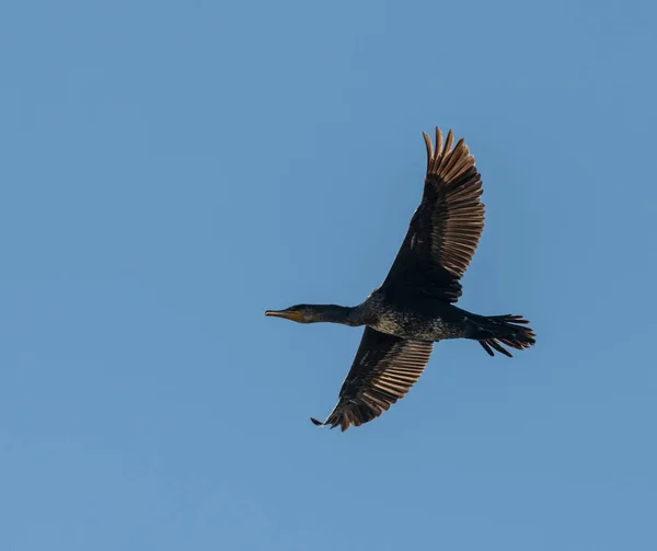 Cormorant bird in flight from below on blue sky, wildlife animal — Stock Image Cormorant Bird Flight Blue Sky Wildlife Animal Stock Picture