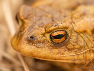 Yaygın kurbağa portresi (bufo bufo), vahşi yaşam hayvanı