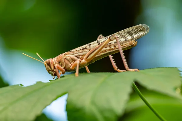 Locust Side Eating Leaf Animal Macro — Stock Photo, Image