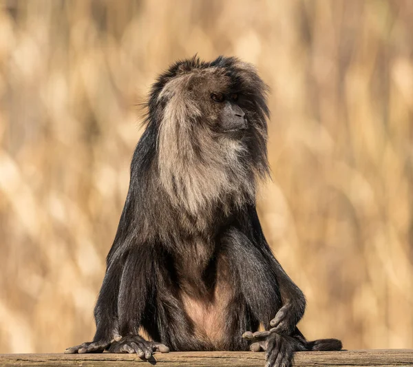 lion tailed macaque sitting on a board, zoo animal