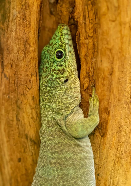 Zelená Ještěrka Skrývající Štěrbině Dřevě Portrét Zoologická Zahrada — Stock fotografie