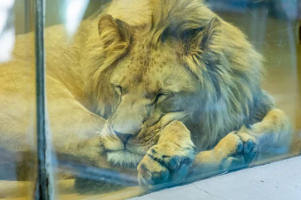 portrait of bored young male lion behind a glass in zoo, animal