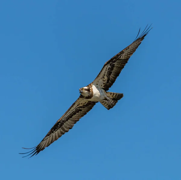 河鹰或西方猎食动物 Pandion Haliaetus 飞行中 野生动物 — 图库照片