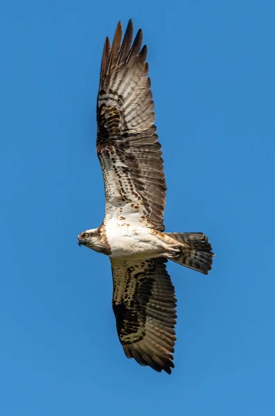 Falco Fiume Falco Pescatore Occidentale Pandion Haliaetus Volo Fauna Selvatica — Foto Stock