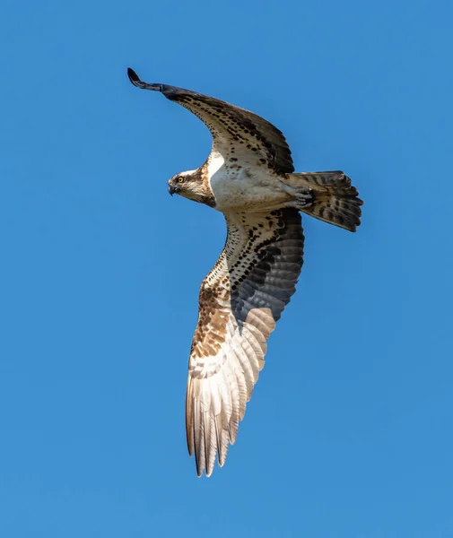 Речной Ястреб Западная Оспа Pandion Haliaetus Полете Дикие Животные — стоковое фото