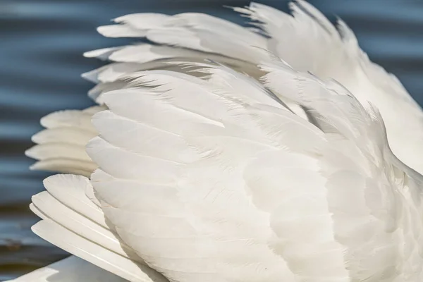 Detail Feathers Swans Wings Wildlife Animal — Stock Photo, Image