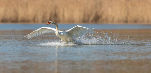 Swan Landing Water Wildlife Animal — Stock Photo, Image