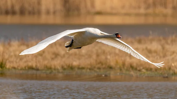 Swan Flight Low Water Wings Spread Wildlife Animal — Stock Photo, Image