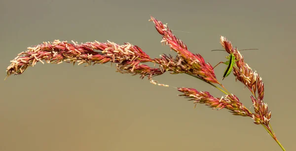 Kleine Grüne Heuschrecke Kriecht Auf Rotem Grasblütenstand Makrowildtier — Stockfoto