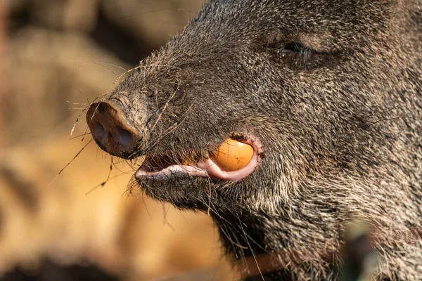 Jabalí Comiendo Todo Huevo Zoológico Animales Imágenes de stock libres de derechos