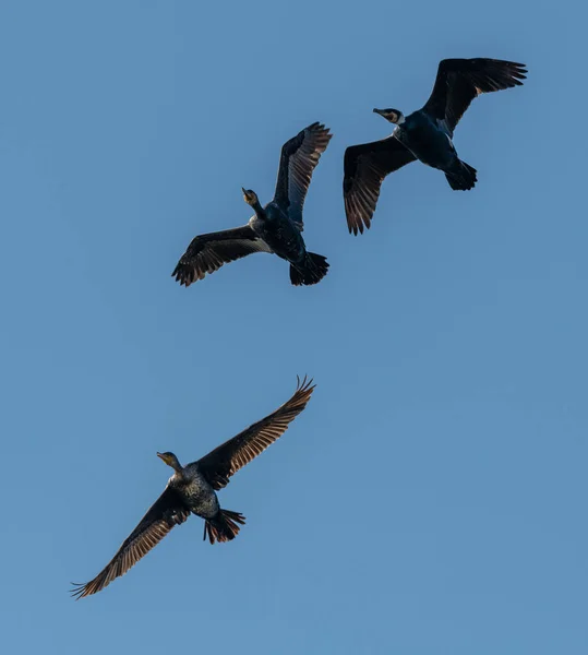 Three cormorant birds in flight on blue sky, wildlife animal — Stock Image Three Cormorant Birds Flight Blue Sky Wildlife Animal Royalty Free Stock Images
