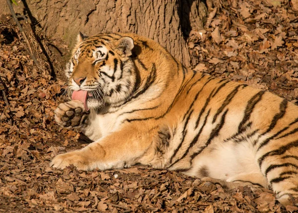 Portret Syberyjski Tygrys Leżący Ziemi Lizanie Lizanie Łapy Zoo — Zdjęcie stockowe