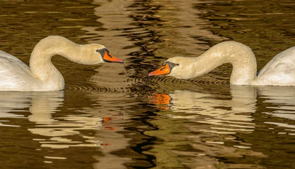portrait of two swans on water mating wild