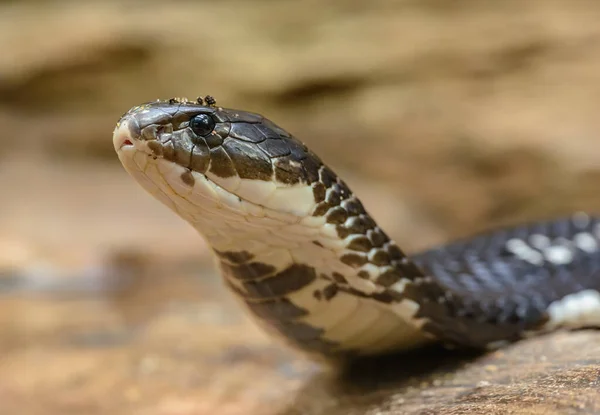 cobra snake portrait elevating head in zoo