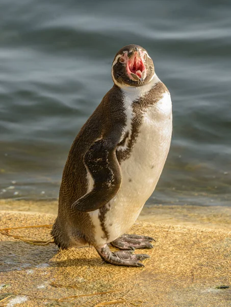 Patagonia Penguin Standing Yelling Zoo — Stock Photo, Image