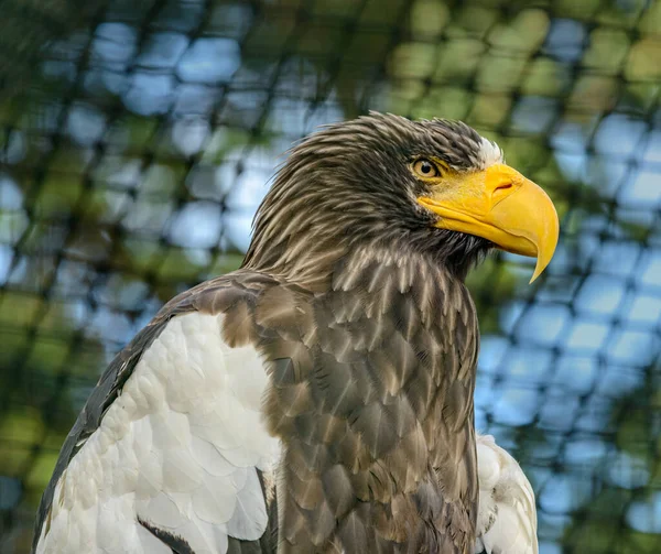 Ritratto Dell Aquila Reale Haliaeetus Pelagicus Nella Voliera — Foto Stock