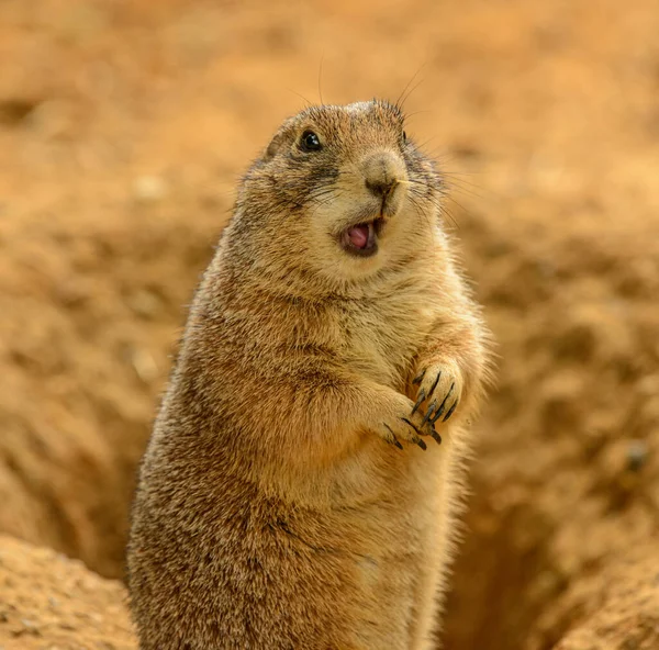 Retrato Perro Pradera Cynomys Ludovicianus Con Boca Abierta Buscando Confundido — Foto de Stock