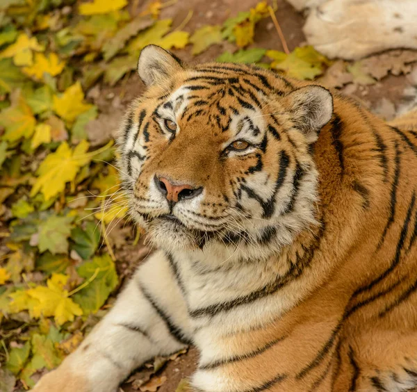 portrait of young tiger laying on leafy ground in zoo