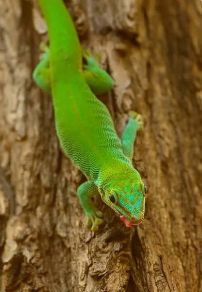 Grüner Gecko Auf Baumstamm Ragt Zoo Pilsen Die Zunge Heraus — Stockfoto