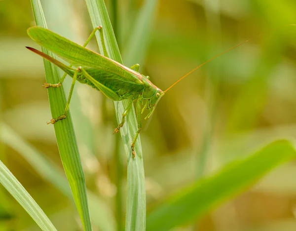 Long Horned Grasshopper Crawling Grass Wild — Stock Photo, Image