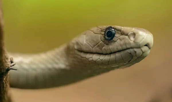 Retrato Cobra Olhando Trás Ramo Zoológico Pilsen — Fotografia de Stock