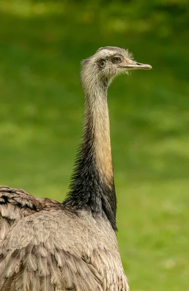 Portret Van Een Emu Vogel Groene Achtergrond Dierentuin Pilsen — Stockfoto