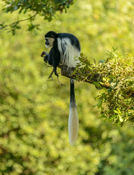 Singe Colobus Noir Blanc Est Sur Branche Avec Une Longue — Photo