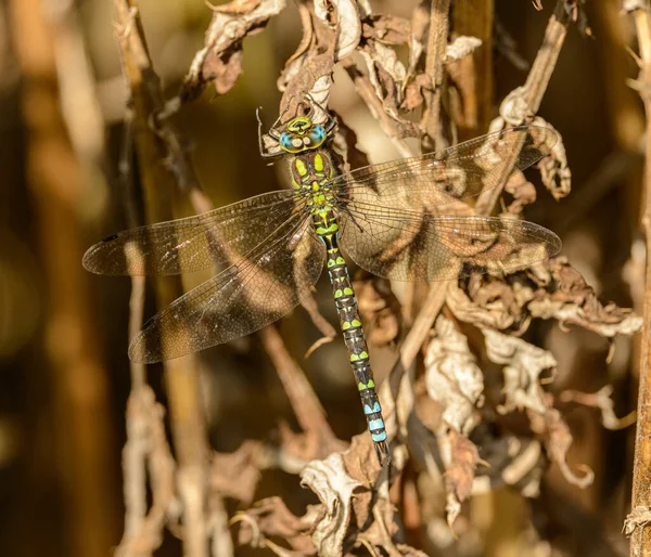 Big Blue Green Dragonfly Sitting Dry Plant Wild — Stock Photo, Image