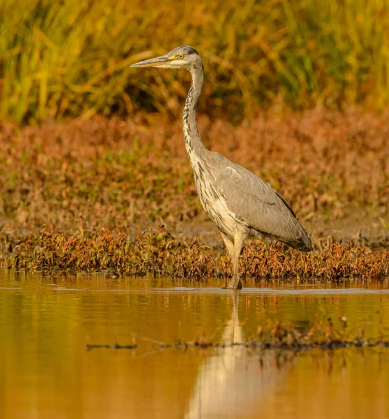 great blue heron standing in the water in sunset light, wild