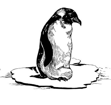 Bir penguen buzun üstünde bekliyor..