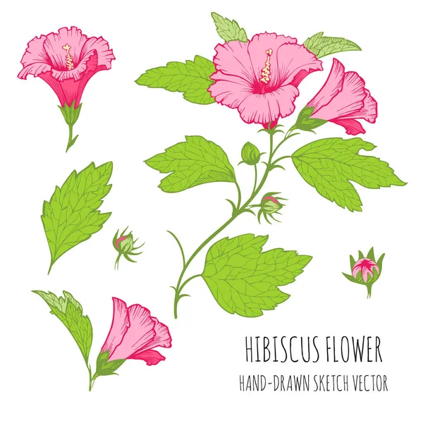 Hibiscus Line Artストックベクター ロイヤリティフリーhibiscus Line Artイラスト ページ 7 Depositphotos