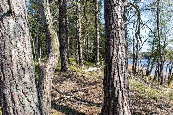 Árboles Suecia Isla Dentro Del Bosque — Foto de Stock