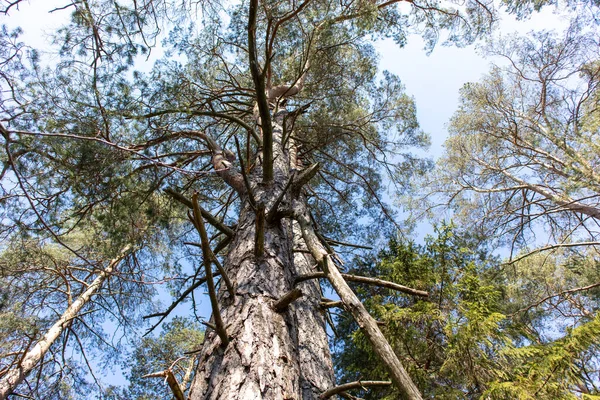 Árvores Suécia Ilha Dentro Floresta — Fotografia de Stock