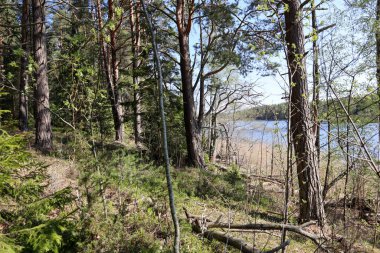 İsveç 'teki ağaçlar ormandaki adada.
