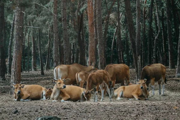 Uma Manada Animais Selvagens Parque — Fotografia de Stock